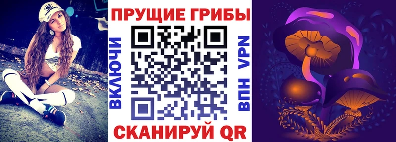 купить   Гвардейск  Галлюциногенные грибы Psilocybe 